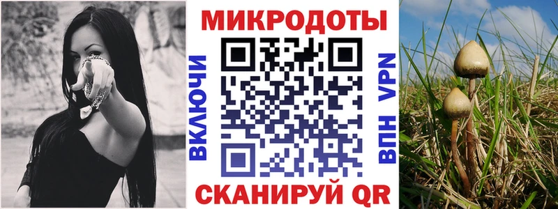 где купить наркоту  Сковородино  blacksprut вход  Псилоцибиновые грибы мицелий 